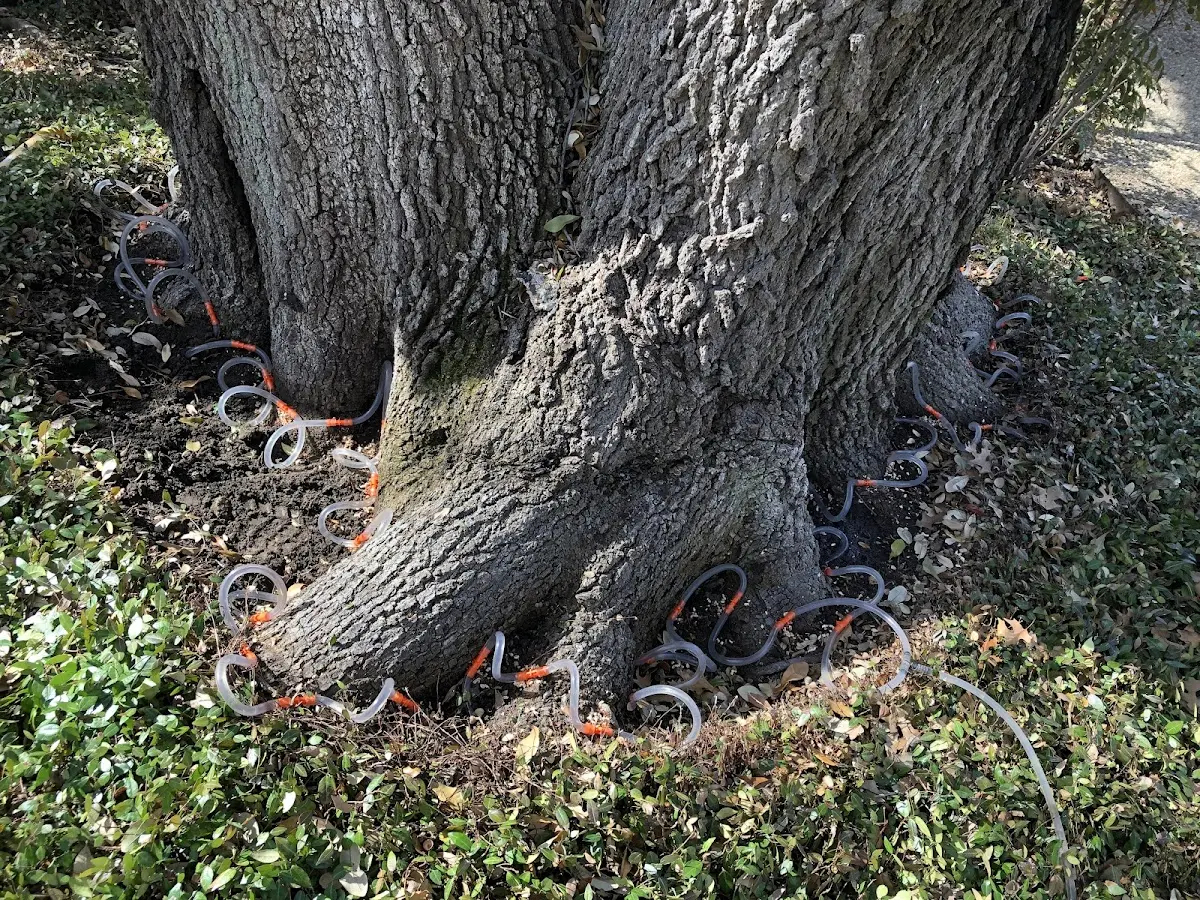 Detailed Tree Cabling and Bracing job site in Westside